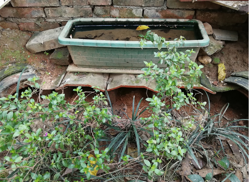 黄缘闭壳龟刚到家躲在土里不出来,黄缘闭壳龟母龟断尾还可以繁殖吗