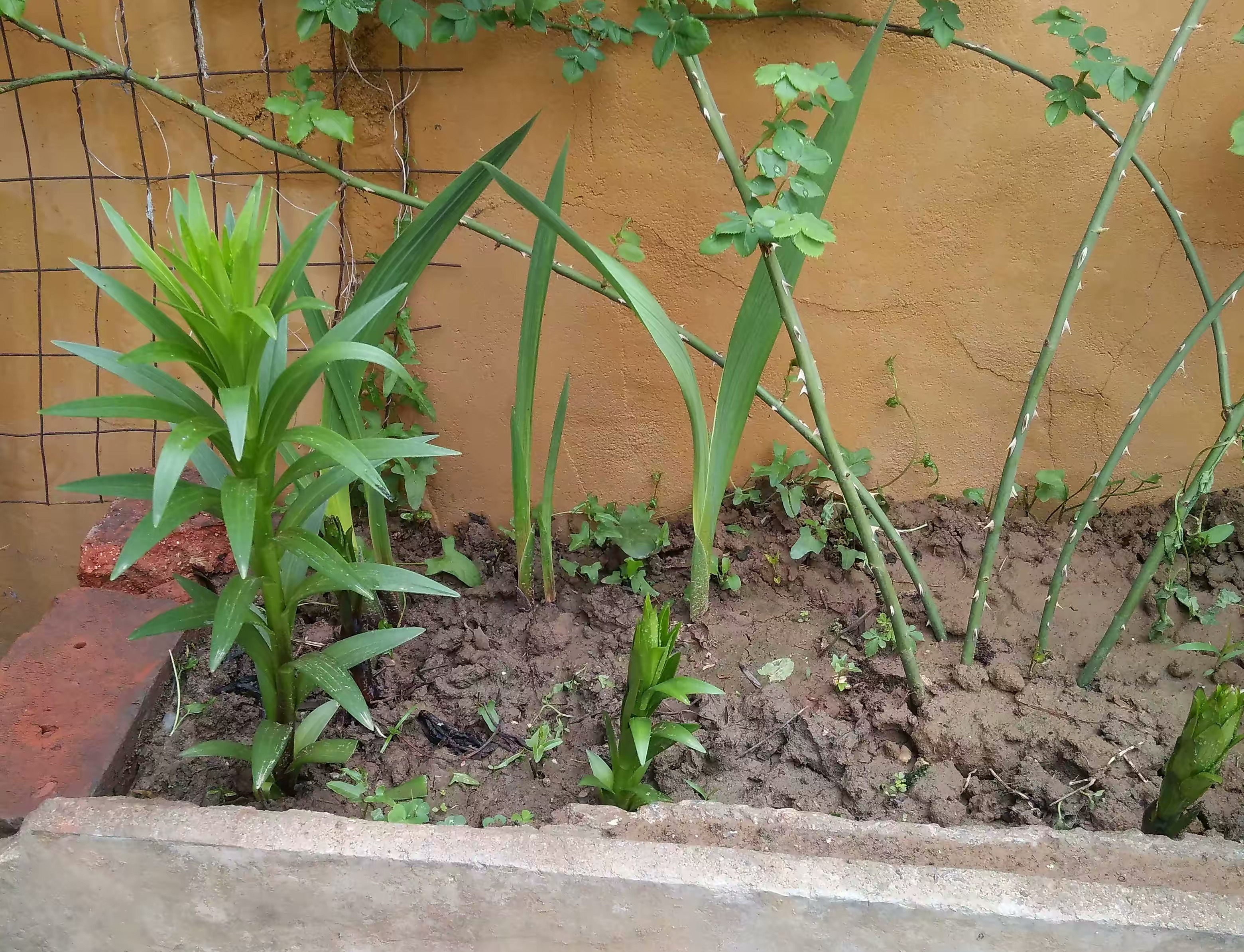 四季开花的室内盆栽种球花卉,爆盆又好养的种球花