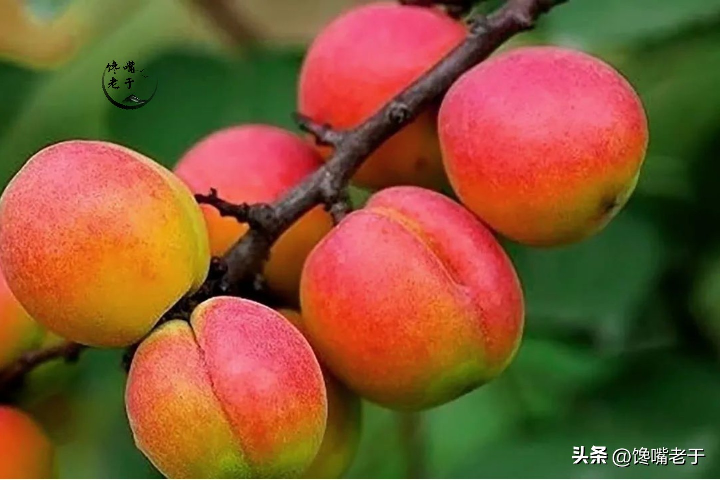 小暑节气的水果有哪些,小暑吃什么水果好