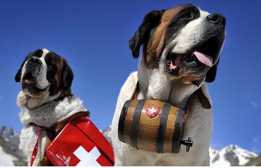 世界上最猛的藏獒,世界排名前十的藏獒猛犬