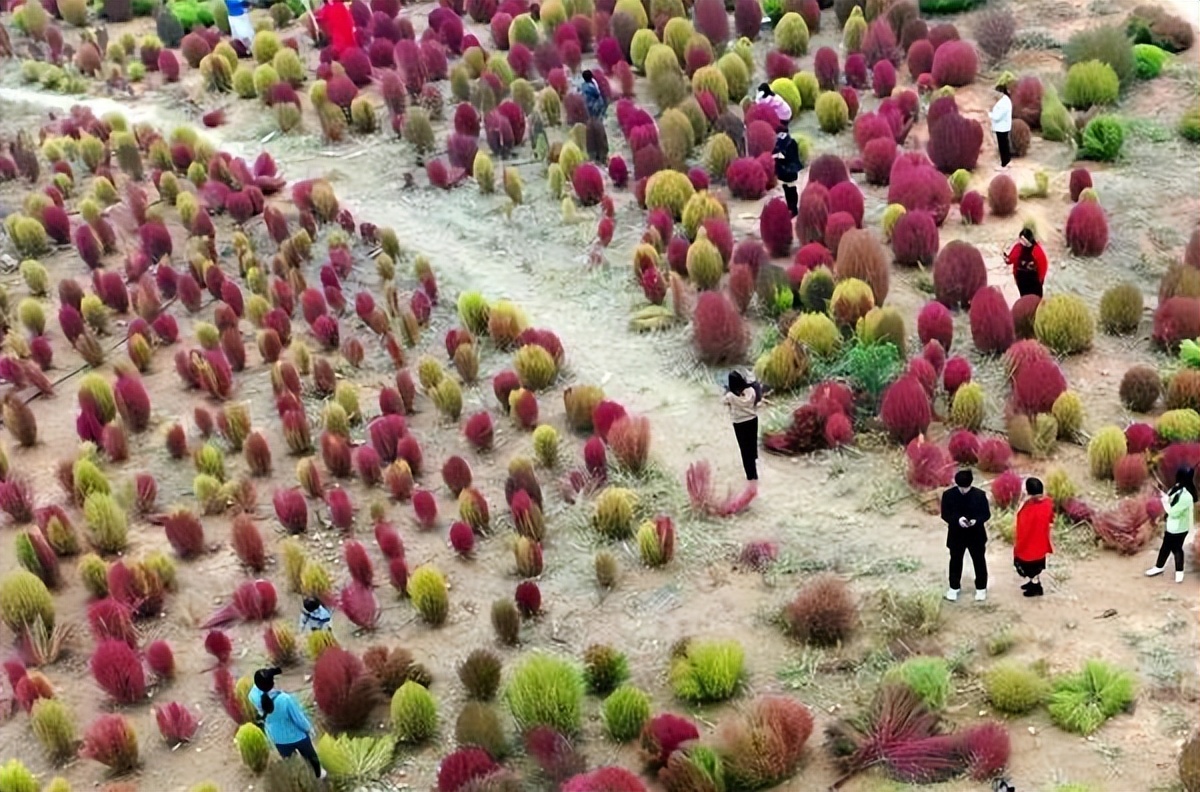 地肤草花海打卡,孟津白鹤地肤草位置
