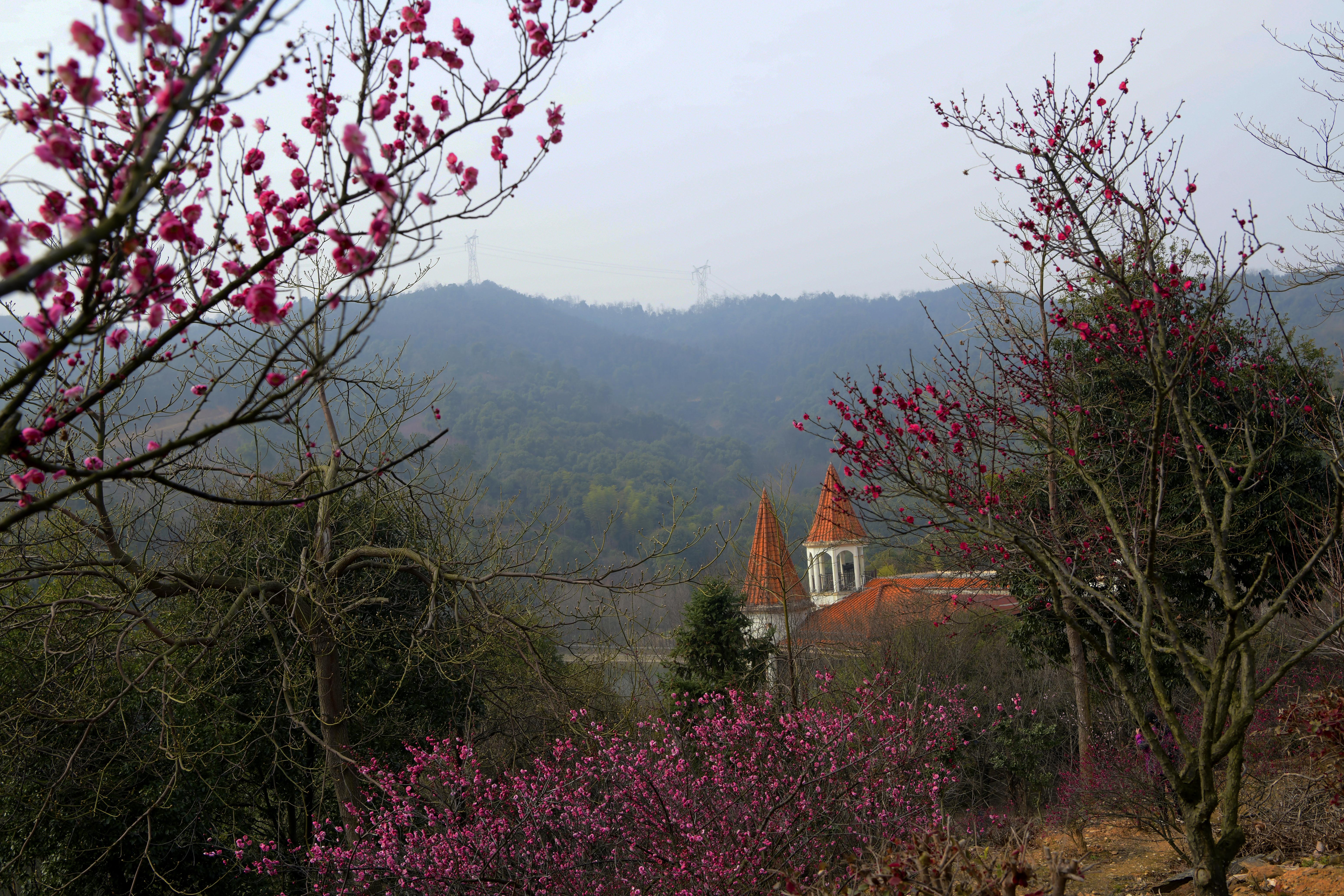 南昌赏梅好去处,南昌赏荷花的地方