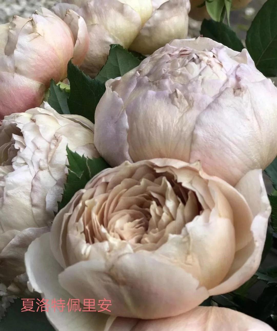 花店卖的切花月季品种,切花月季冬季修剪方法