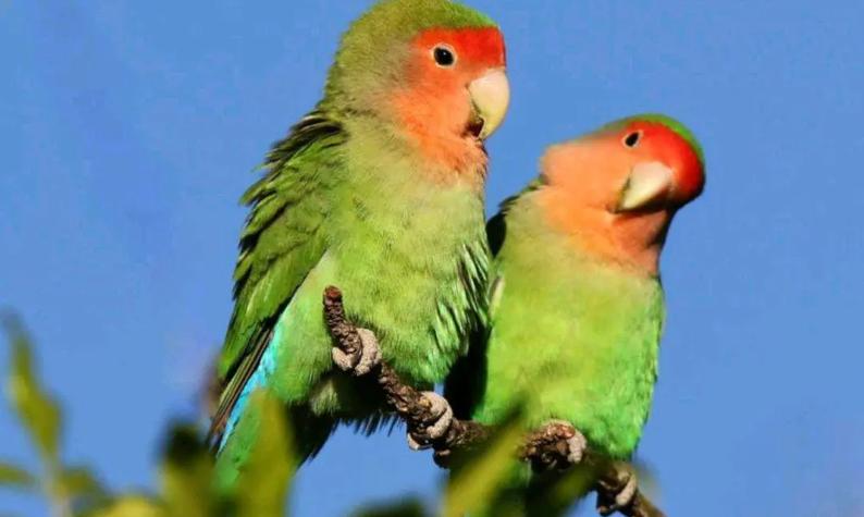 国内能合法饲养的鹦鹉品种,凯克鹦鹉合法饲养图片大全