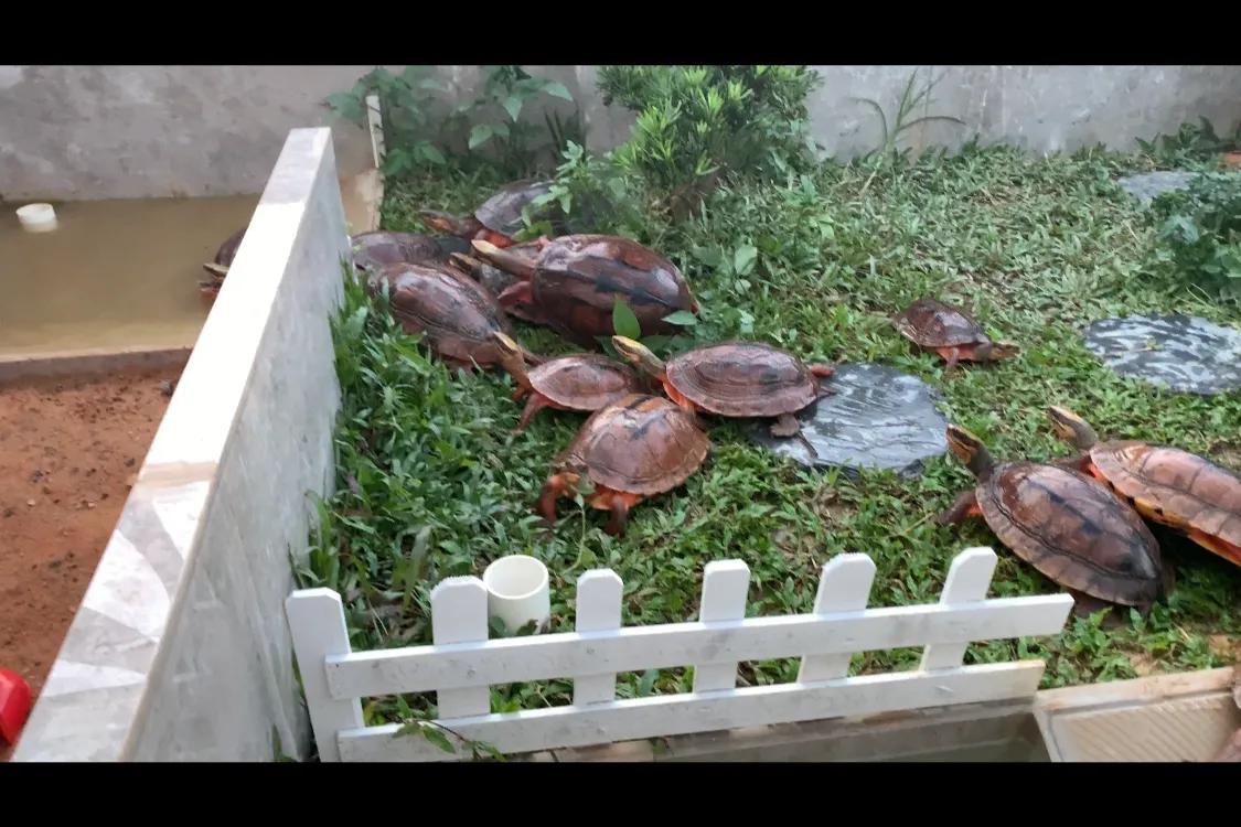 三线闭壳金钱龟养殖方法,三线闭壳金钱龟陆养