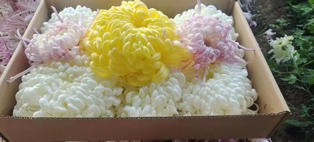 菊花丧葬,丧葬用的菊花是哪种