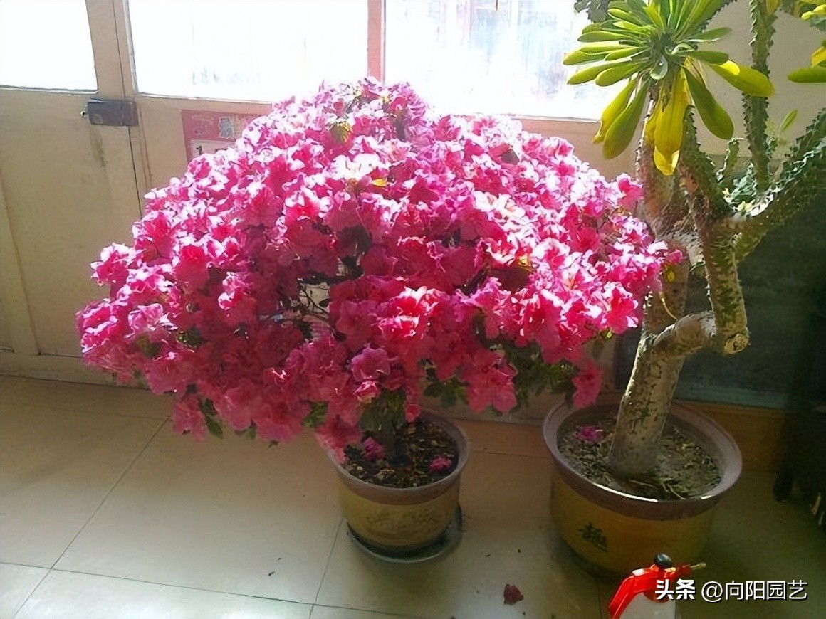 反季节栽杜鹃花,杜鹃花先别急着丢掉