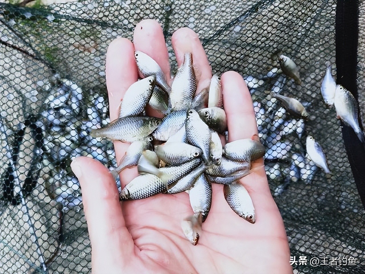 鳑鲏几月最好钓,鳑鲏什么季节好钓