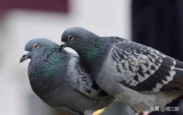 鸽子站在地上怎么去识别它是公鸽还是母鸽？5个部位不同决定性别