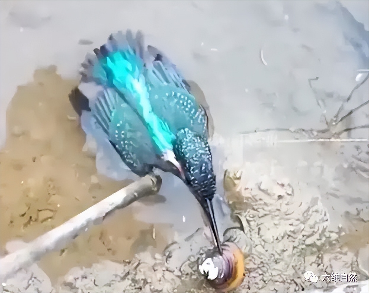 现实版鹬蚌相争蚌夹住小鸟脚,现实版鹬蚌相争河蚌夹住小鸟脚