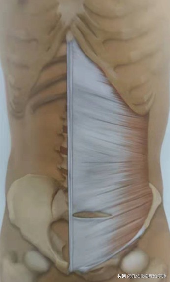 腰部后面两侧的赘肉怎么减,下腹和腰部两侧赘肉怎么减