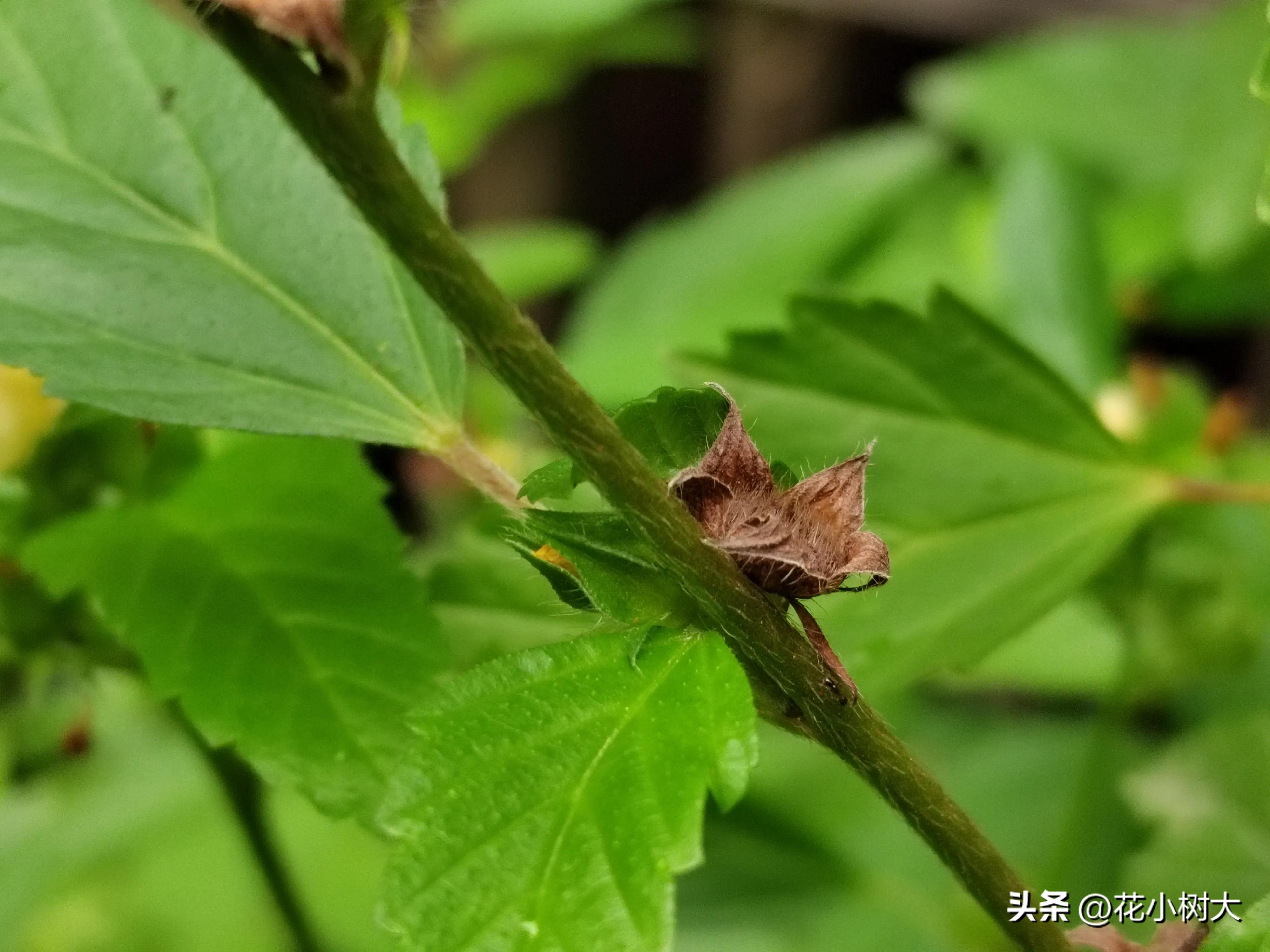植物图鉴菊花,植物视频实拍