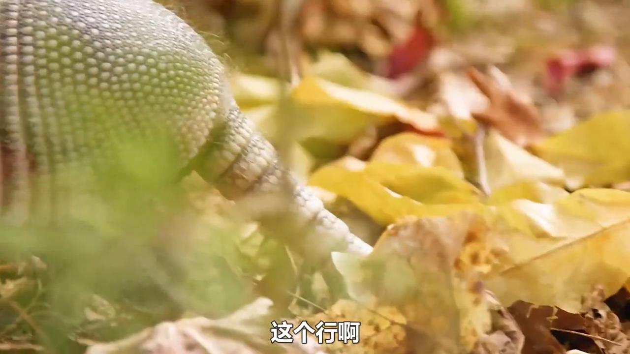 神奇大自然纪录片动物世界,神奇大自然纪录片南极