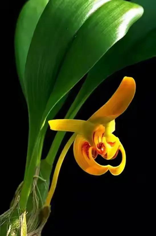 最美的100种兰花图片,欣赏一下最美的兰花