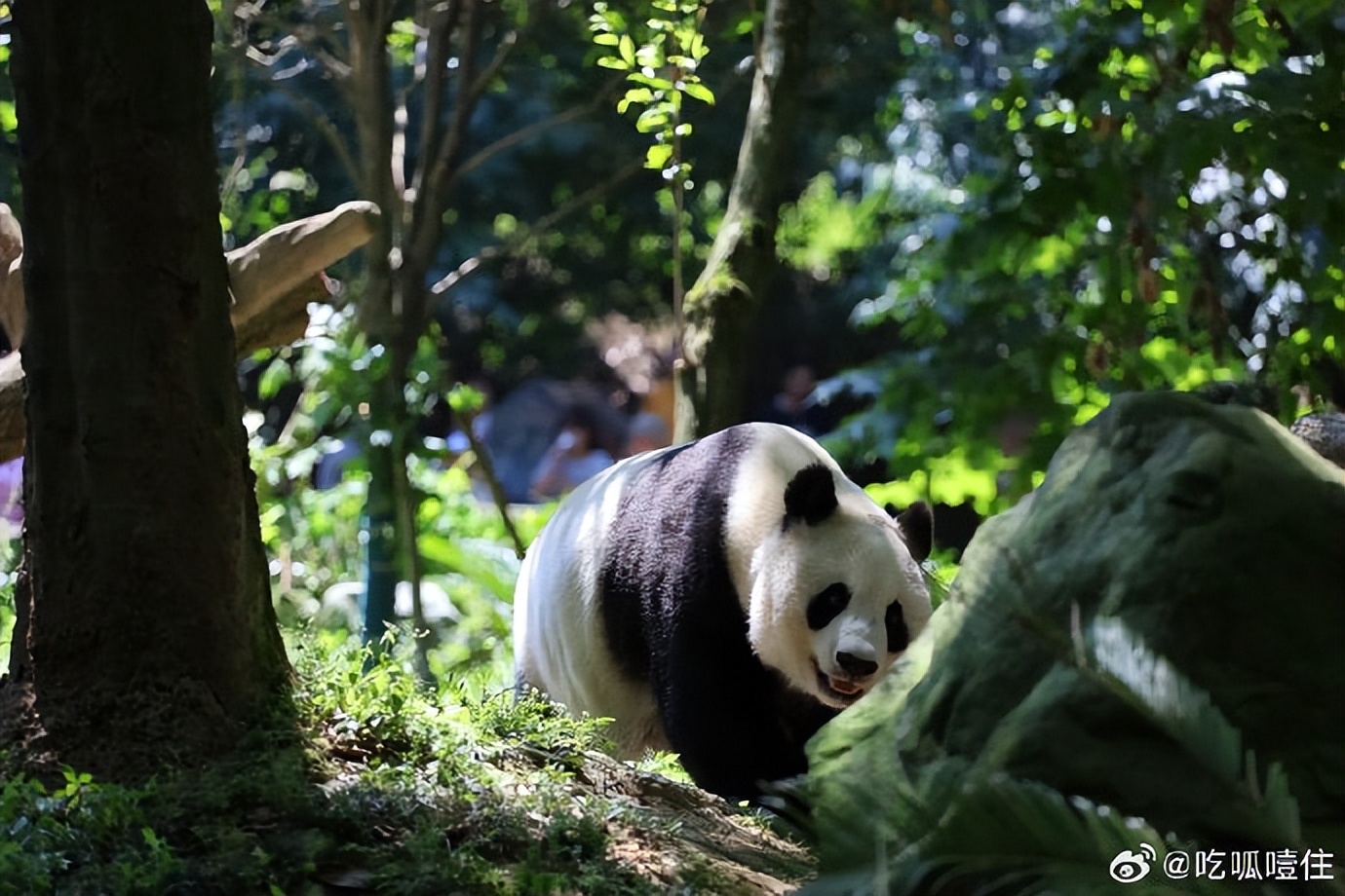不高的高高和他不白的老婆白云——91年出生的童颜女神大熊猫白云