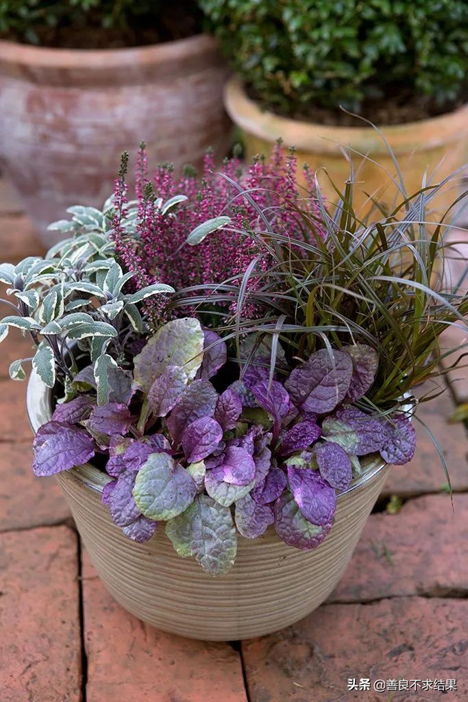 好看的地被植物,超实用的地被植物干货值得收藏