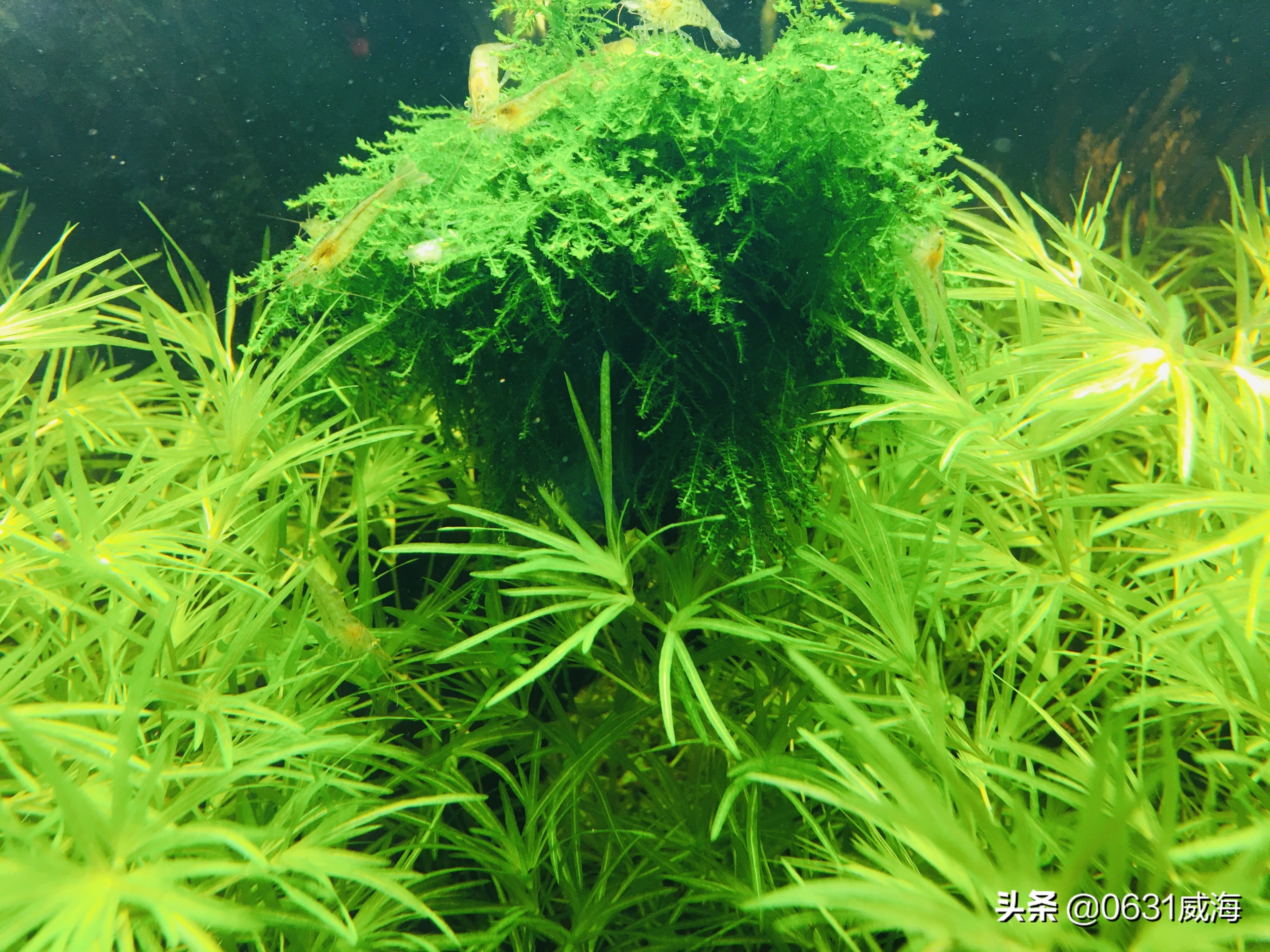 金鱼冬天饲养注意事项,冬季怎么养金鱼温度低了能存活吗