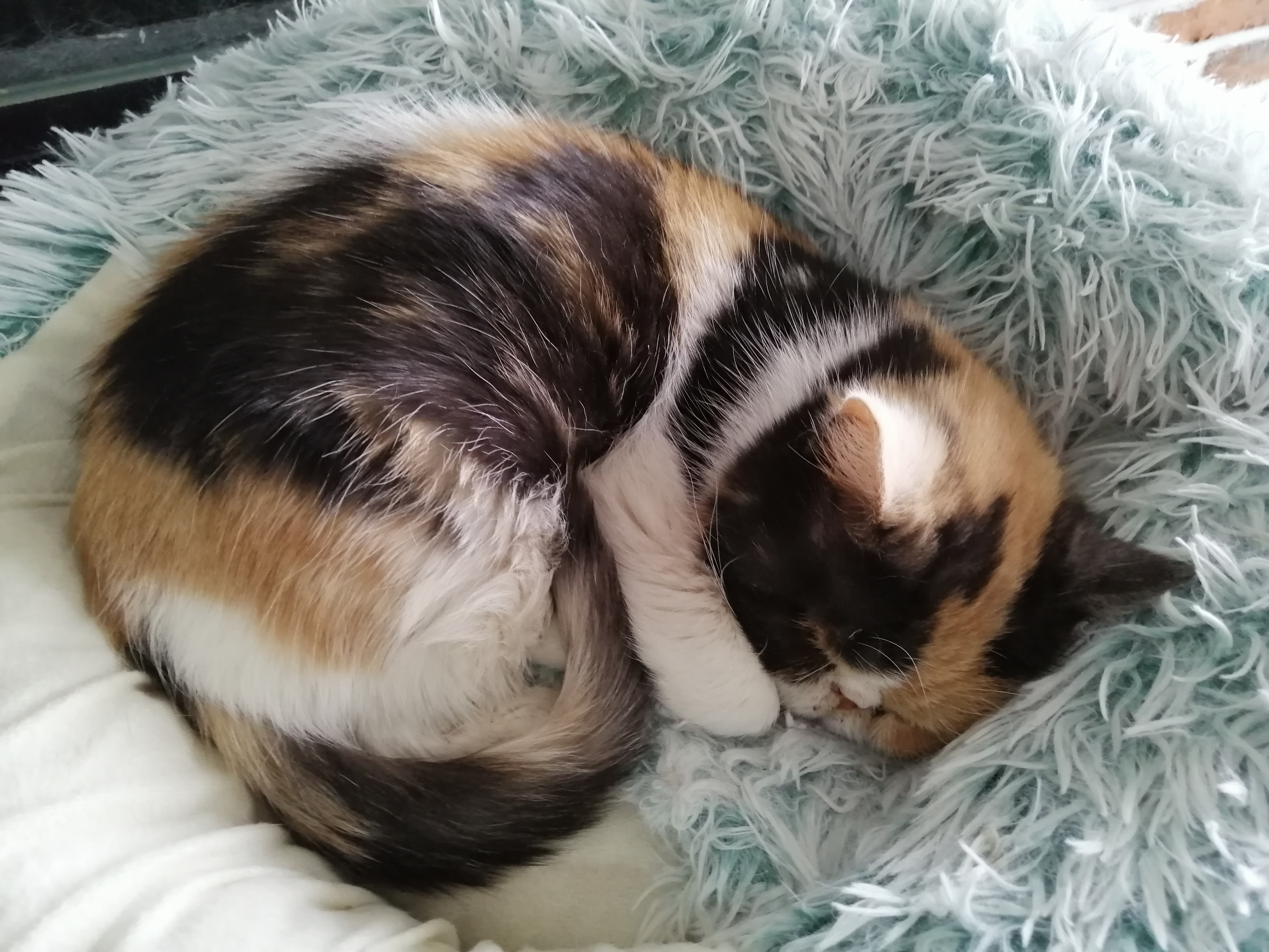 喜欢养猫却忍受不了掉毛,如果没时间照顾要养猫还是养狗