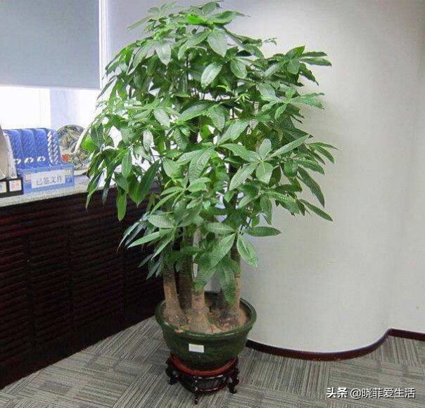 客厅养什么大型绿植最好看又好养,家里养什么绿植最好养又招财客厅