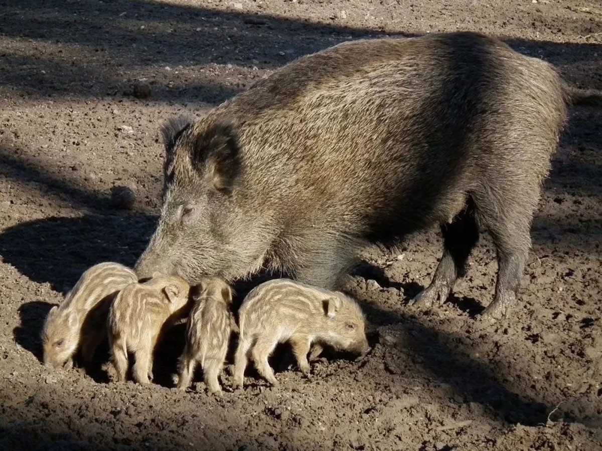 狼和母羊爱情故事,狼与羊的爱情故事