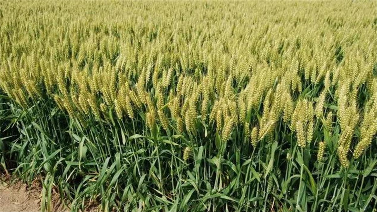 河南严禁任何毁麦事件发生,河南省严禁毁麦事件