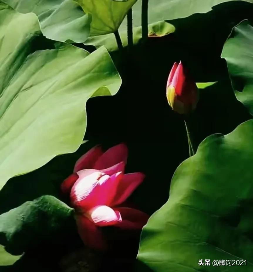 王维诗里惬意的生活,王维五律写景诗