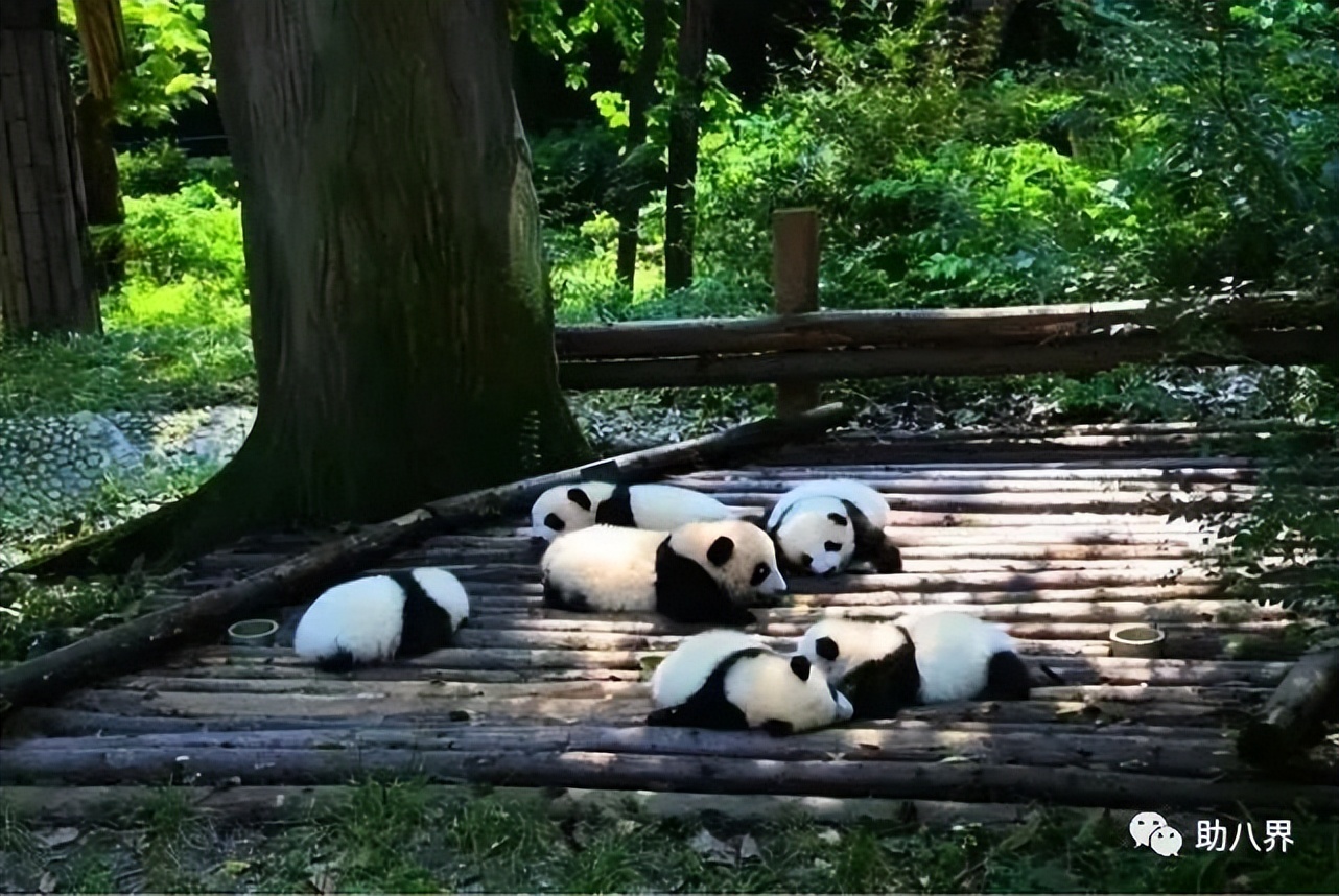 成都高新区景点打卡,成都网红桥打卡景点