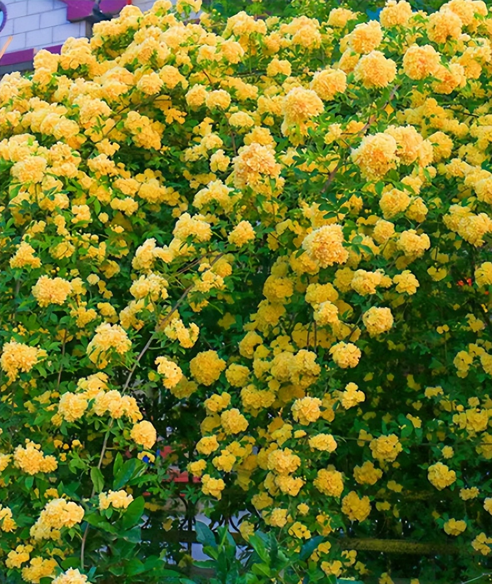 香花庭院,庭院香花