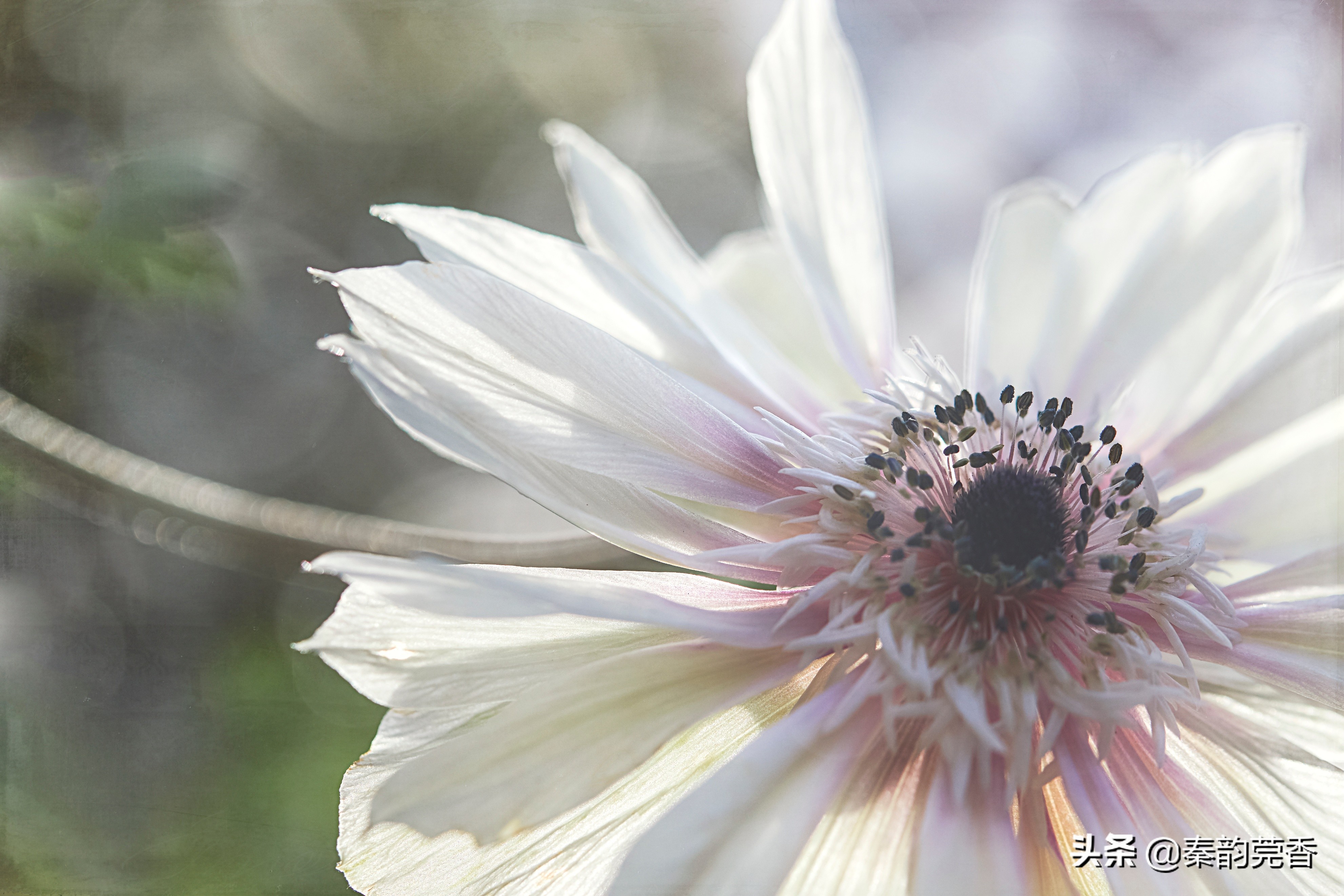 手机参数ppi啥意思,手机pwm和dc调光的区别