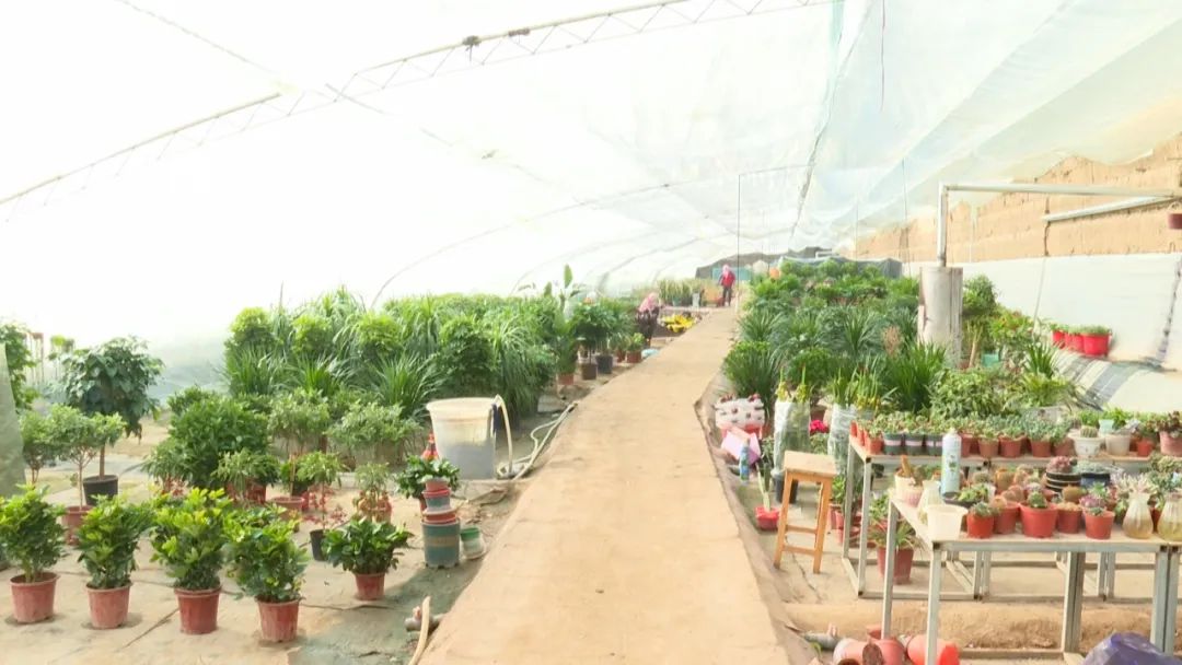 高台：花卉迎春“年味”渐浓