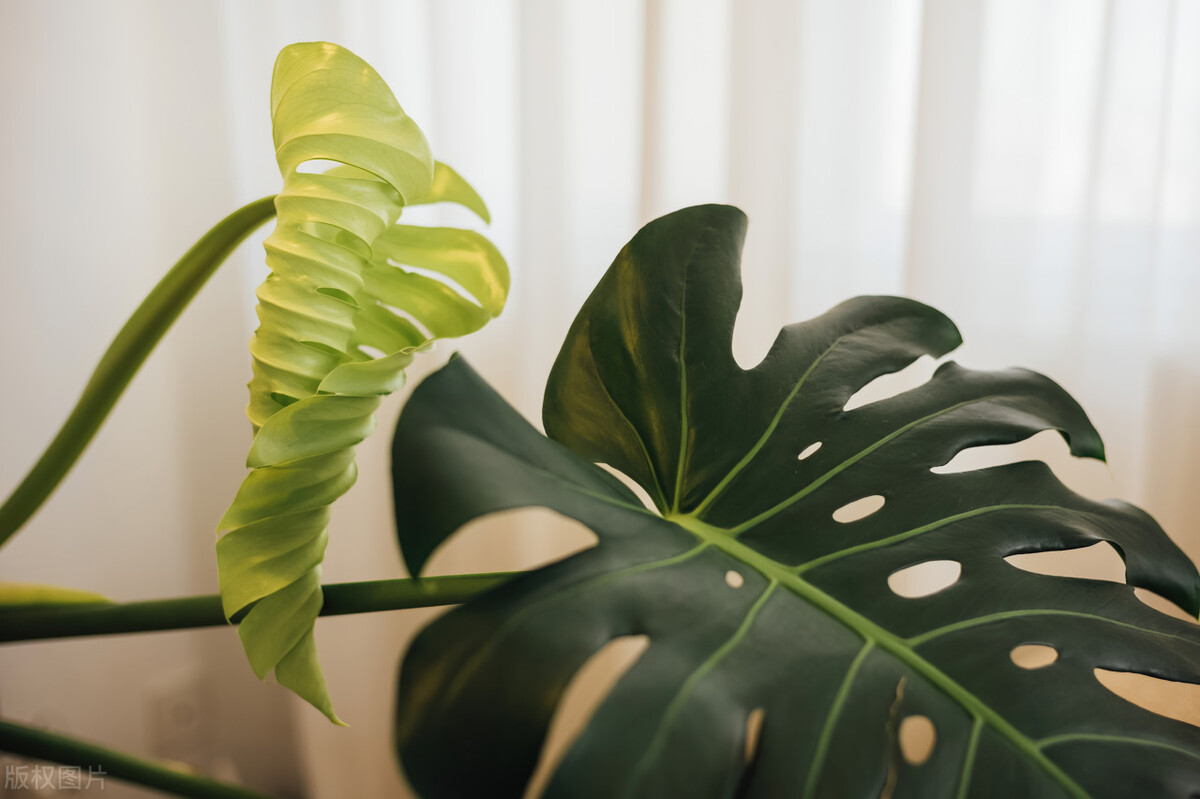 十大最适合懒人养的绿植,什么绿植适应懒人盆养殖