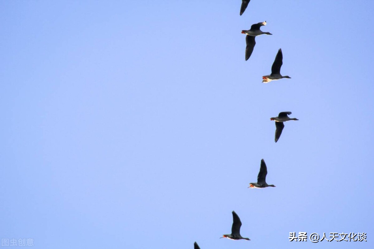 爱的古诗三首,含有爱的诗句古诗大全