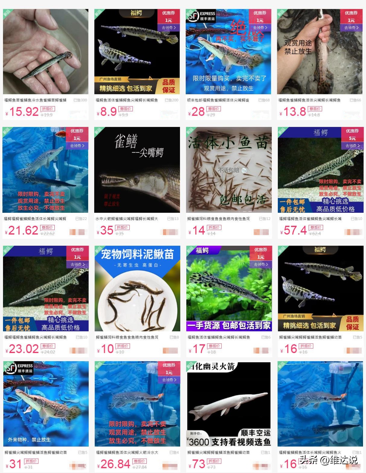 外来生物入侵鳄雀鳝怎么出现的,图说外来入侵物种鳄雀鳝