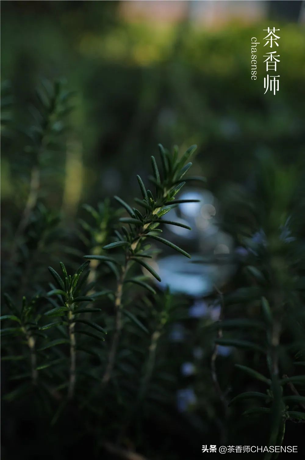 茶香师说丨每个新的气味都是一场赌局