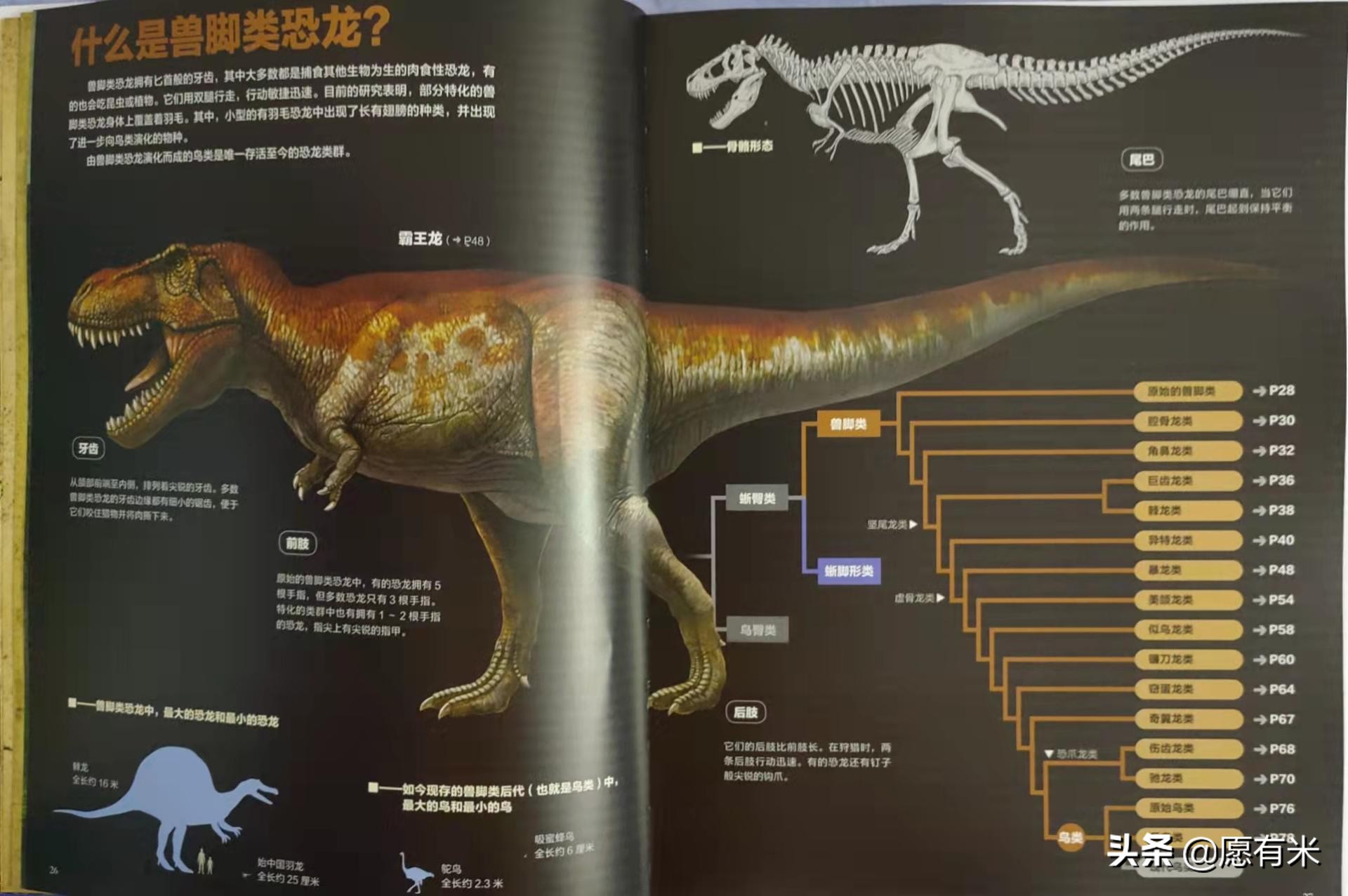 恐龙图片大全大图和恐龙名称,恐龙世界各种恐龙图片