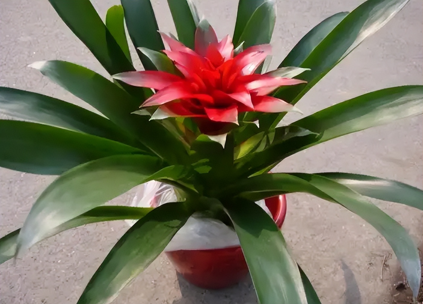 降温了花草室内过冬,降温了种菜