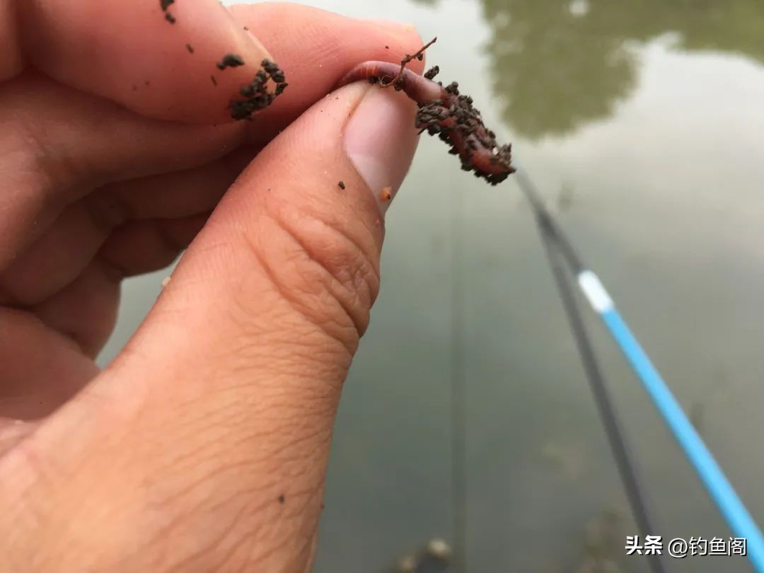 让鱼快速开口的三样东西,冬季钓鱼窝里有鱼星不开口怎么办