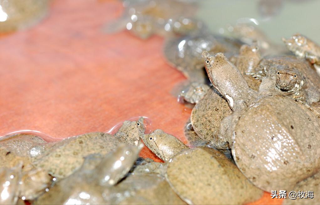 生态养鳖一亩地放多少只,养一亩中华鳖效益有多高