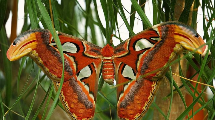 美国出现世界最大飞蛾，不但大样子也很吓人，实为我国“蛇头蛾”