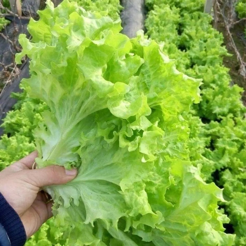 阳台种菜的方法和技巧大全集,阳台种菜的方式和技巧