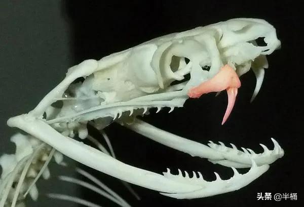 蛇为什么吃黄鳝那么难,为什么说蛇吃黄鳝是在找死