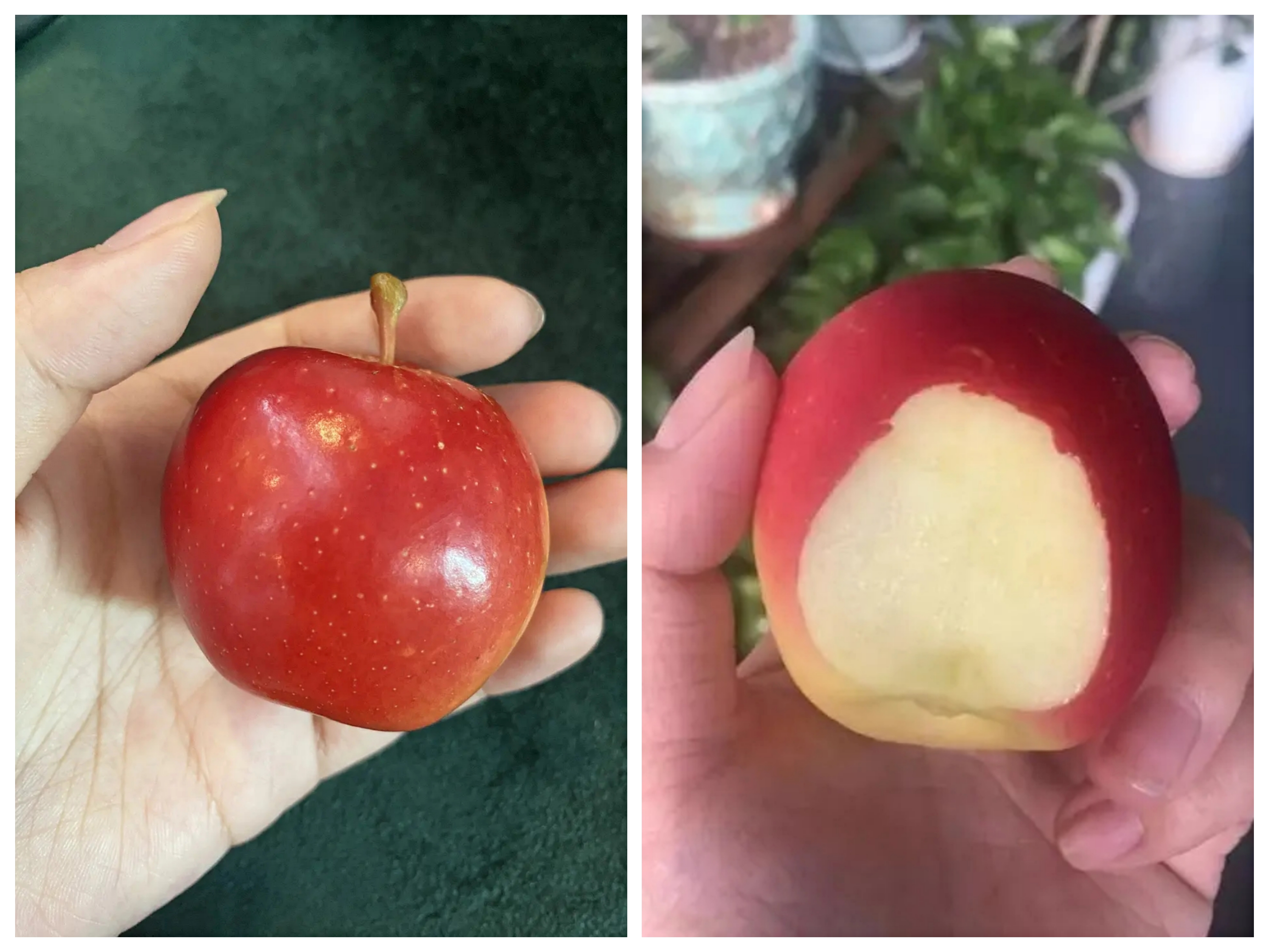 为什么新西兰火箭果这么贵,火箭果价格