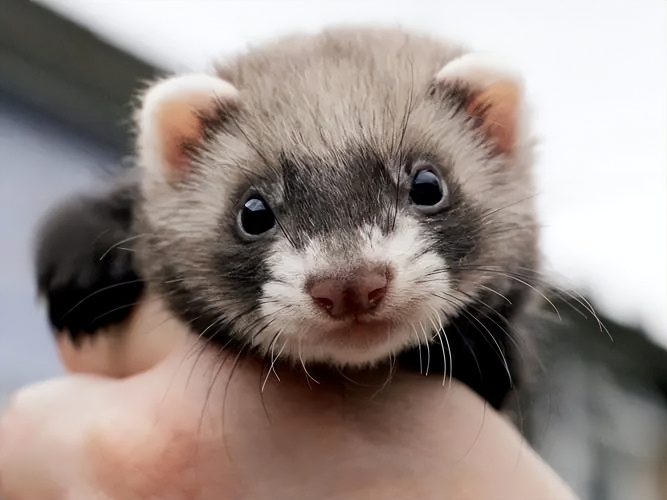 臭鼬世界上最臭的动物,为什么臭鼬是最臭的动物