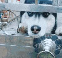 轻松一刻猫,轻松一刻喵星人的日常