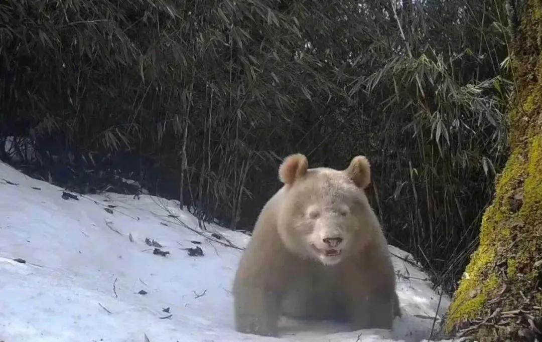 台媒谈山东舰最新动态,新闻联播山东舰最新军事消息