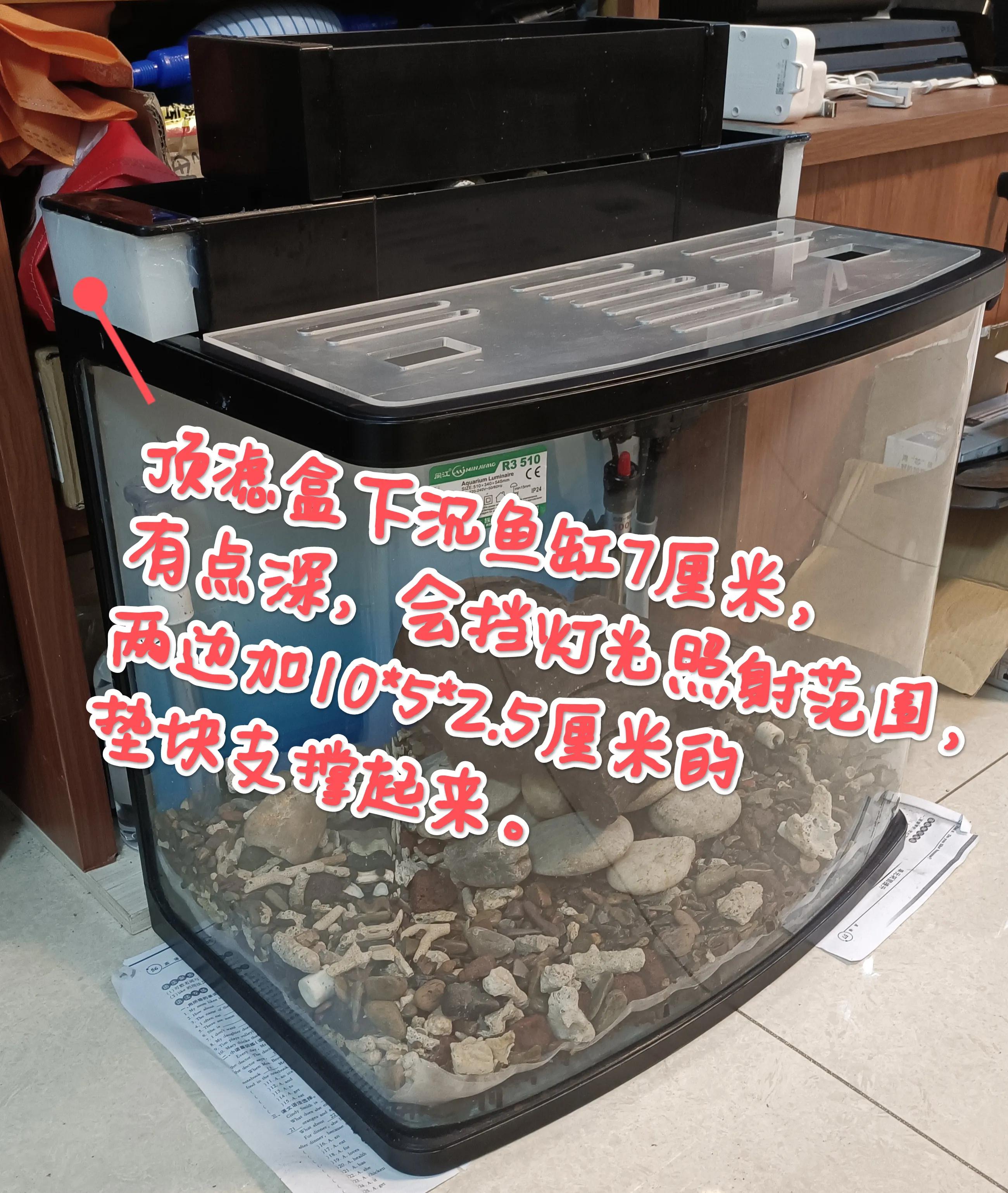 闽江溪流鱼缸,溪流缸自制鱼缸全部过程