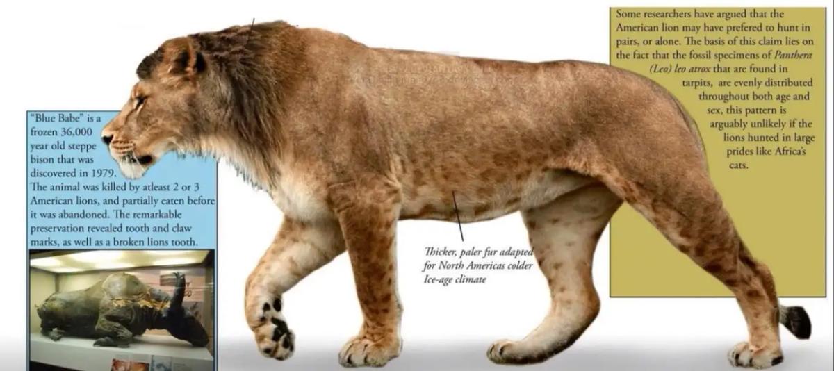 史上最大猫科动物体型排行,最强猫科动物排名狮子