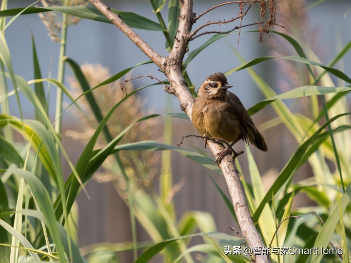 王者归来，它是M4/3的未来式OM-SYSTEMOM-1体验记