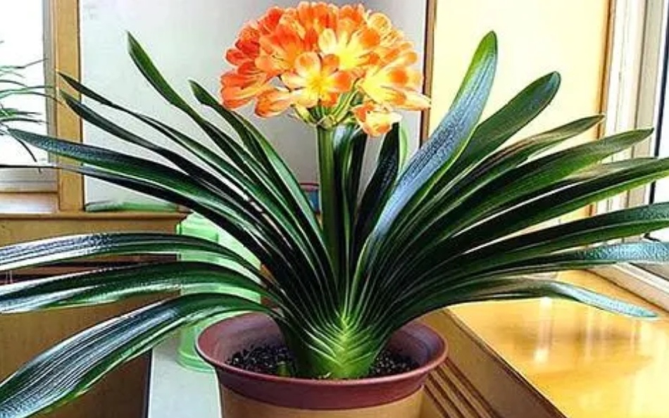 养君子兰叶亮开花多全靠4个诀窍,君子兰顺口溜大全