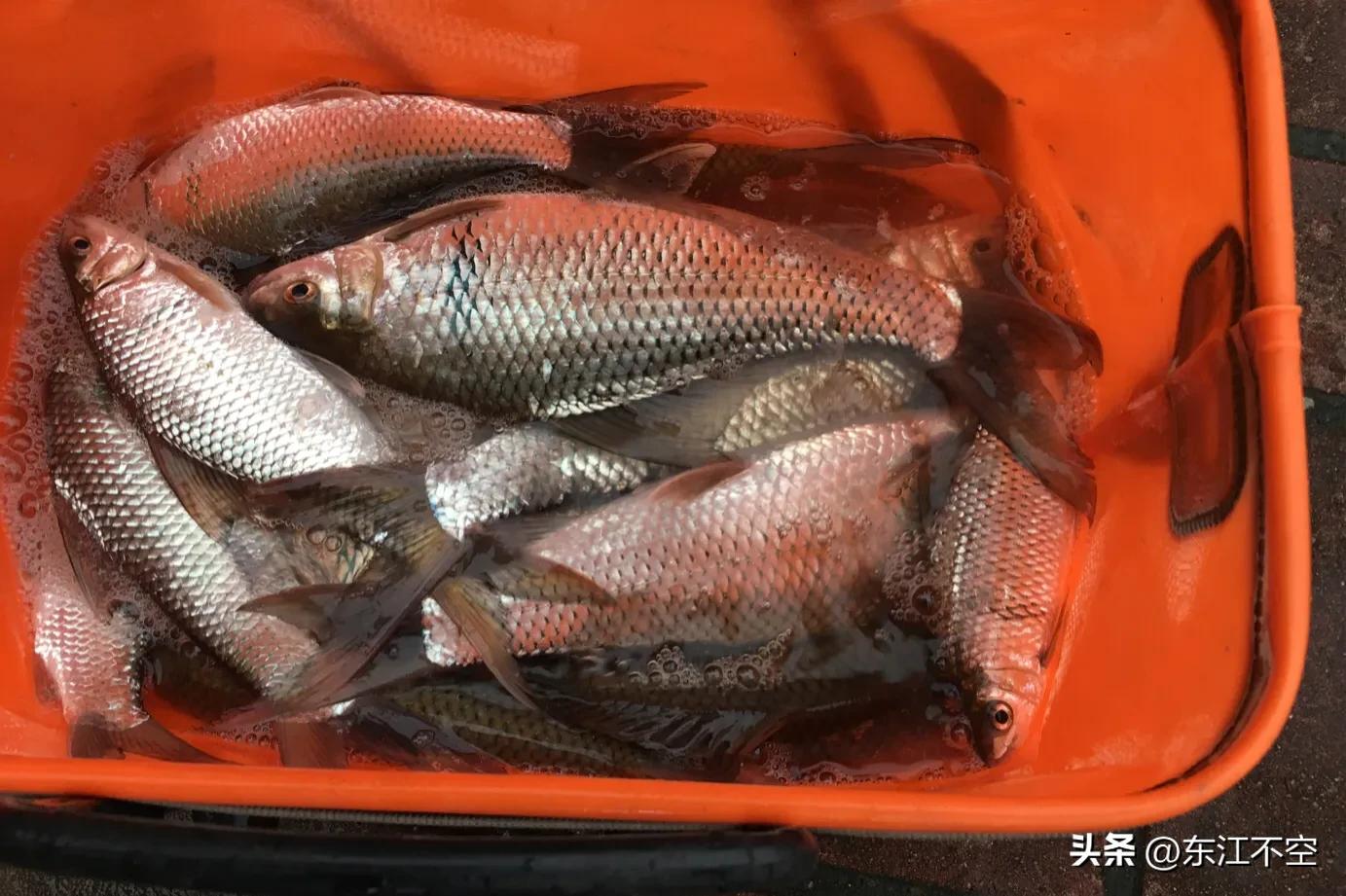 普通野钓选怎样的鱼竿合适,新手野钓用什么调性鱼竿好